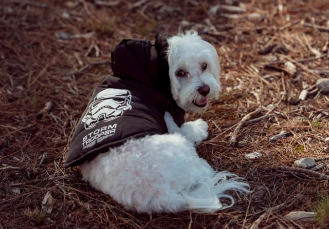 Anzug für Hund Star Wars - Stormtrooper - Haustierbedarf